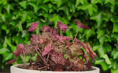 Low-Maintenance Potted Plants Under Your Pergola